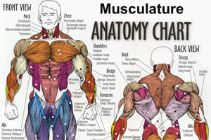 Sơ đồ các nhóm cơ trong thể hình Fitness khi tập GYM