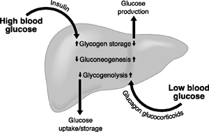 Insulin là gì? Vai trò phát triển cơ bắp