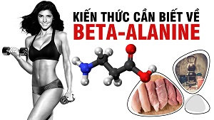 Beta-Alanine là gì ? Nó thật sự lợi hại như thế nào ? - THOL
