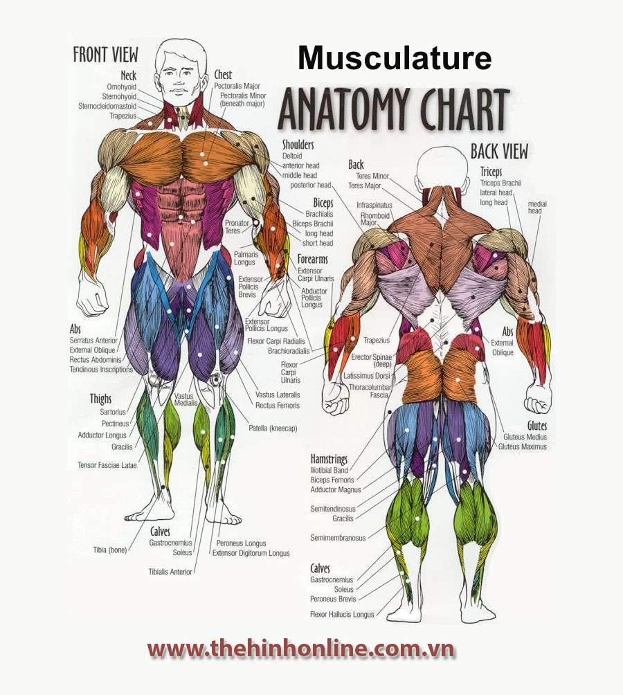 Sơ đồ các nhóm cơ trong thể hình Fitness khi tập GYM Muscle Anatomy