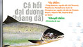 Giá trị dinh dưỡng cá hồi Đại Tây Dương hoang dã Nguồn protein dồi dào