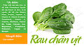 Giá trị dinh dưỡng rau chân vịt. Nguồn vitamin và chất xơ tốt
