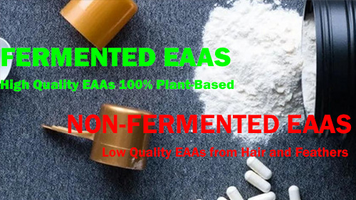 Fermented EAAs - BCAA nguồn gốc kinh hoàng của TPBS