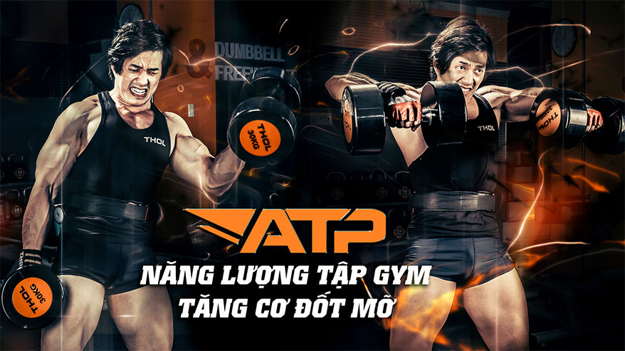 ATP - Năng lượng tập gym - Tăng cơ đốt mỡ