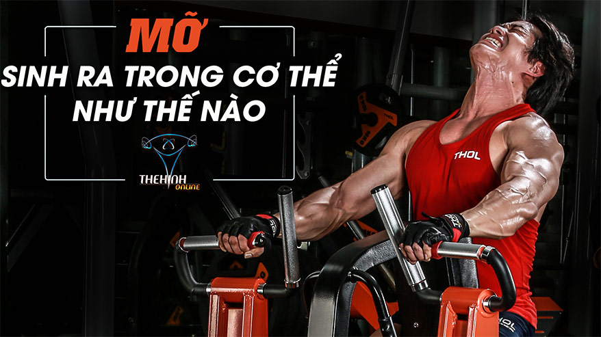 Mỡ sinh ra trong cơ thể như thế nào? - Duy Nguyễn - THOL