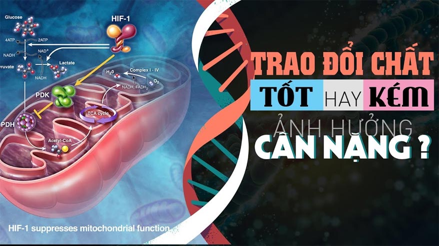 Tổng quan BMR và hệ trao đổi chất thiết yếu với gymer