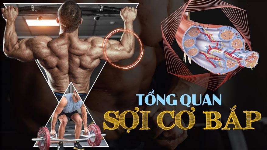 Phân loại cơ bắp: cơ bắp trắng và cơ bắp đỏ