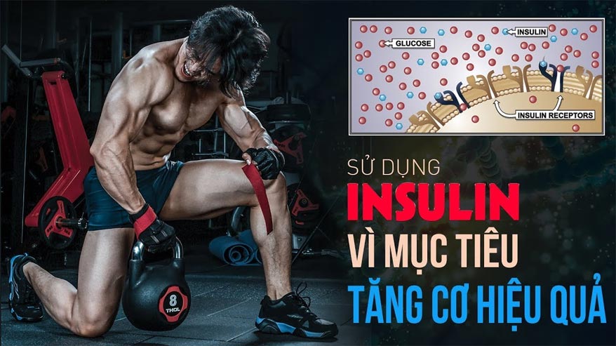 Những điều cần biết về Insulin đối với gymer